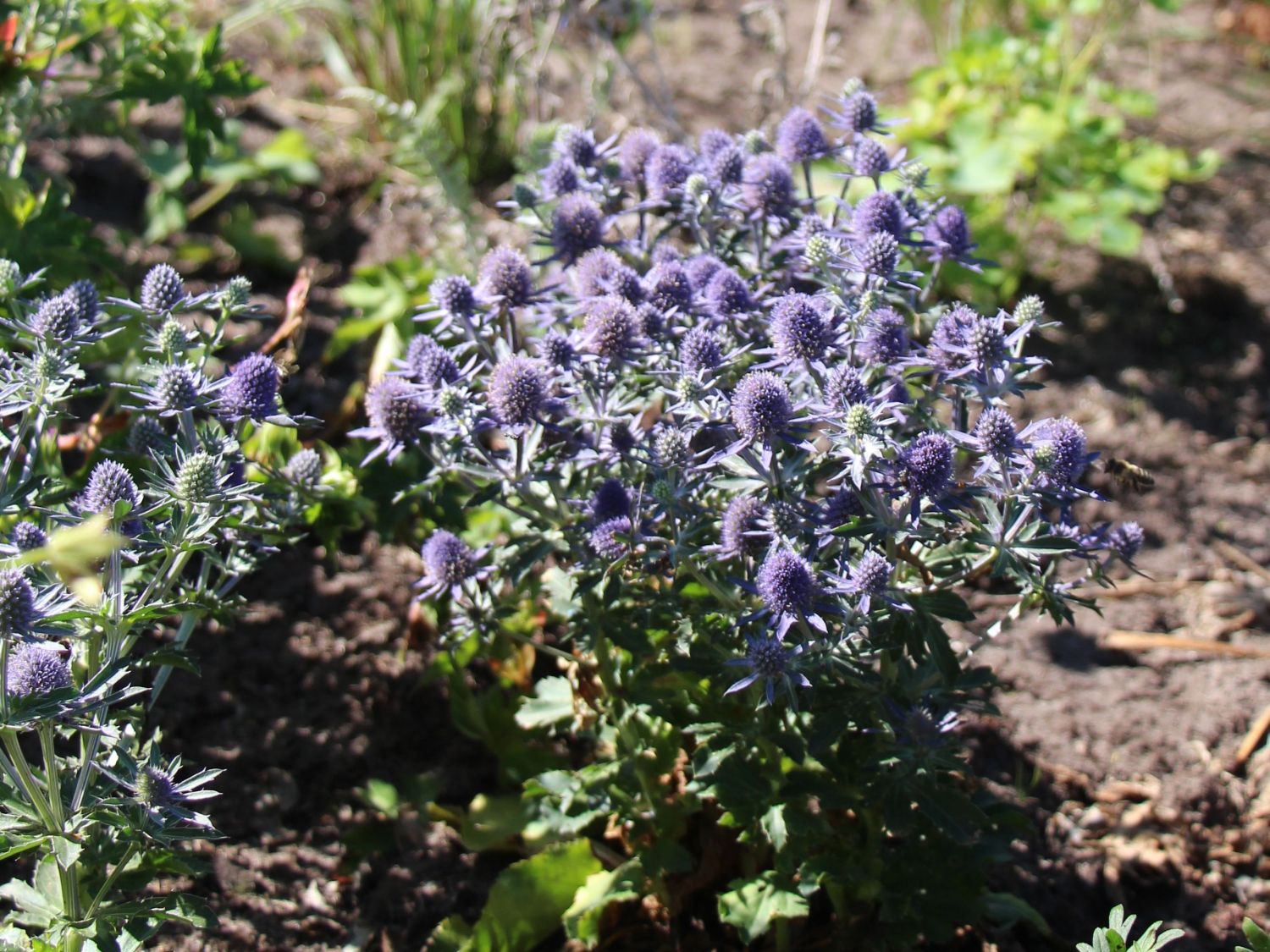 Mannstreu (Eryngium)