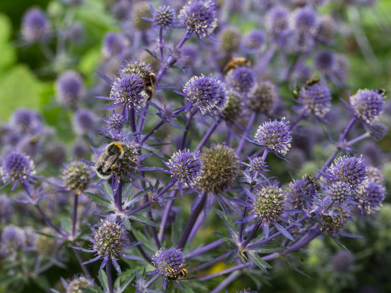 Kleiner Mannstreu 'Blue Hobbit' - Eryngium planum 'Blue Hobbit'