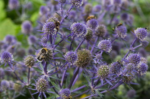 Kleiner Mannstreu 'Blue Hobbit' - Eryngium planum 'Blue Hobbit'