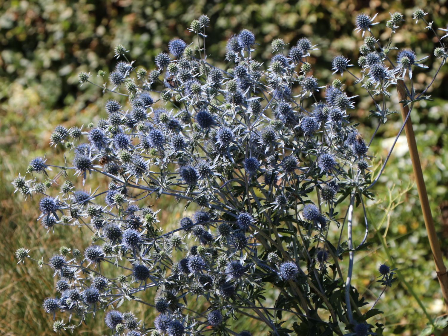 Kleiner Mannstreu / Flachblatt-Mannstreu 'Blaukappe' - Eryngium planum 'Blaukappe'