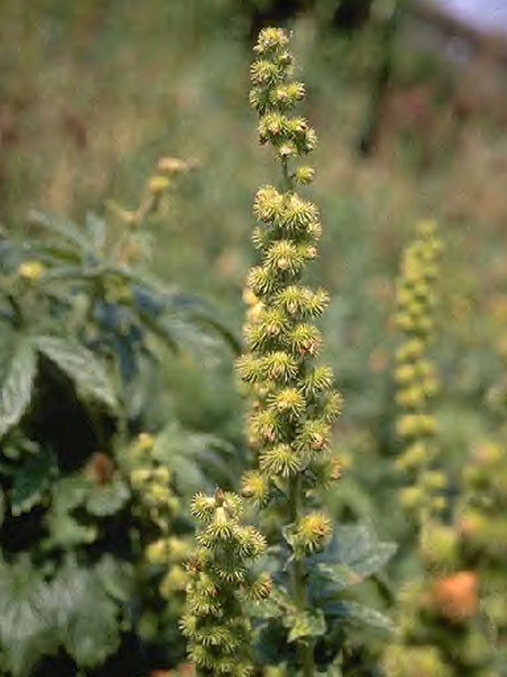 Odermennige (Agrimonia)