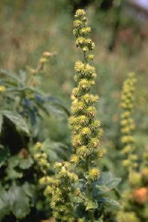 Kleiner Odermennig - Agrimonia eupatoria