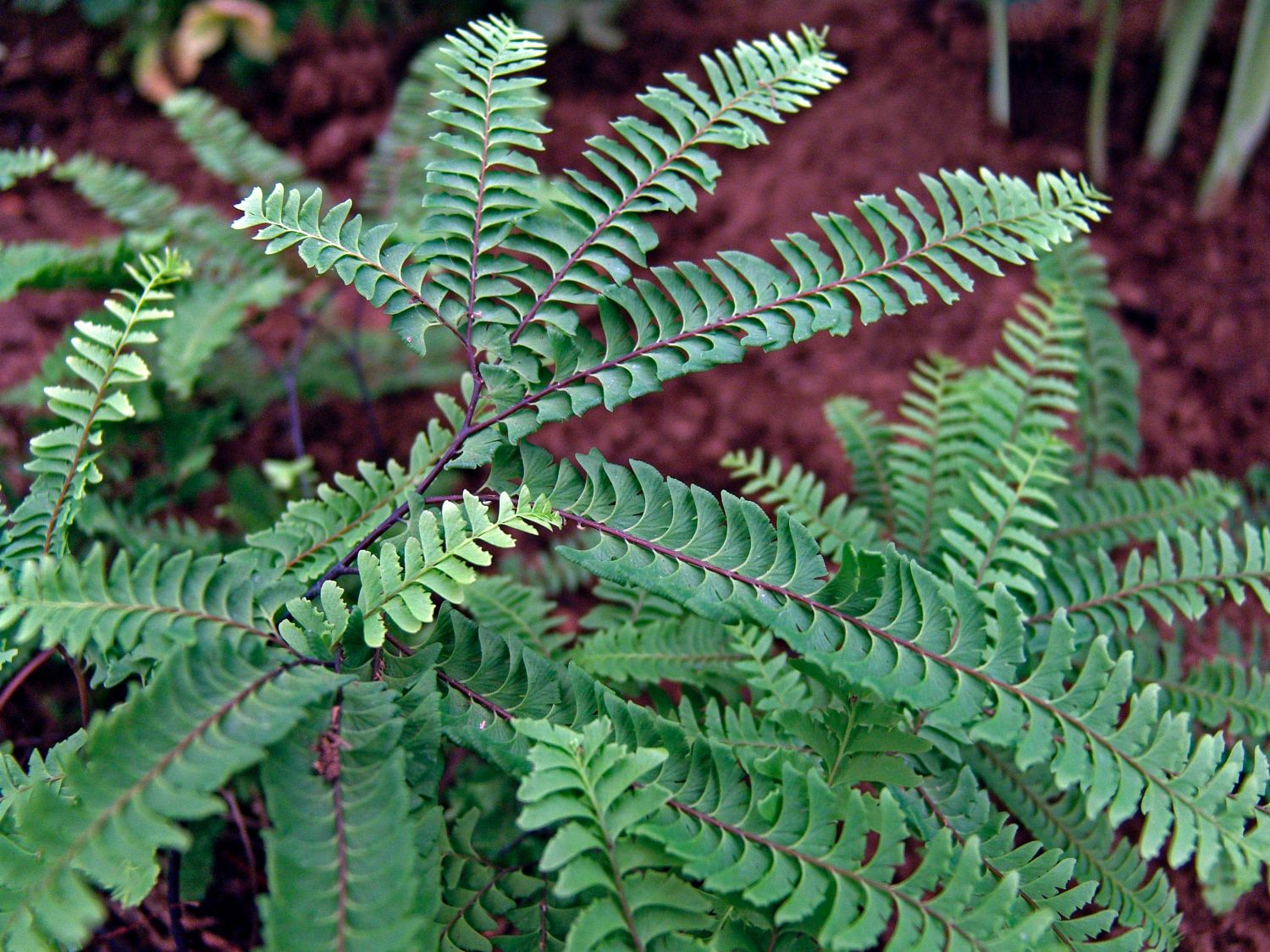 Kleiner Pfauenrad-Frauenhaarfarn 'Imbricatum' - Adiantum pedatum 'Imbricatum'