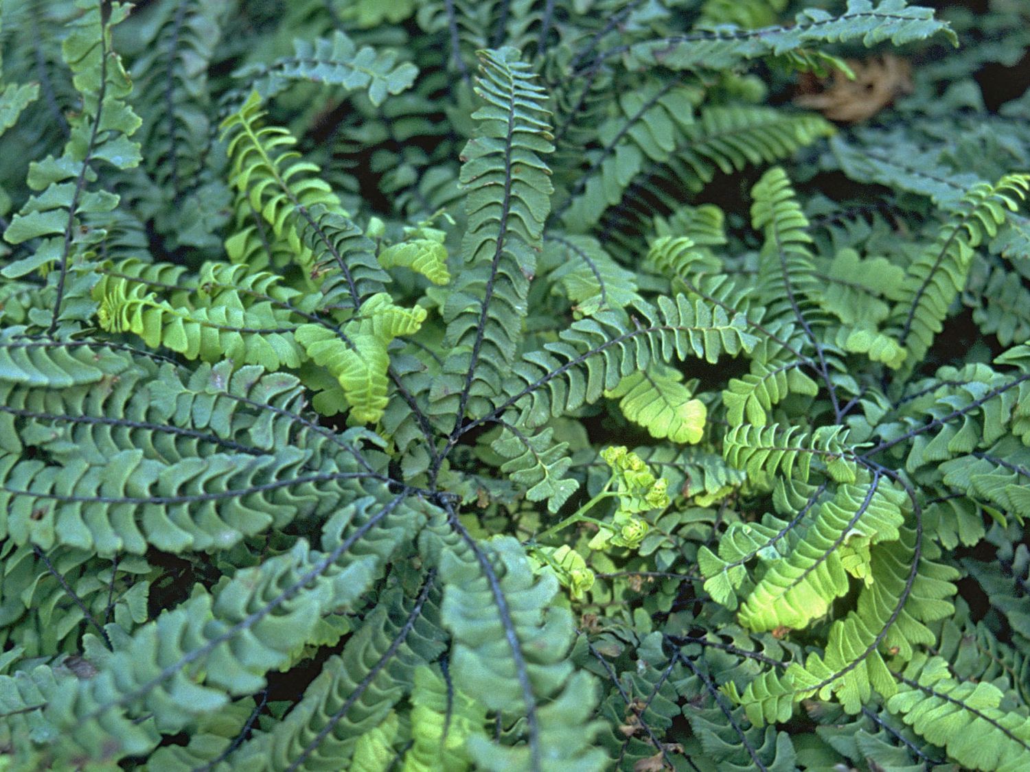 Saumfarngewächse (Pteridaceae)