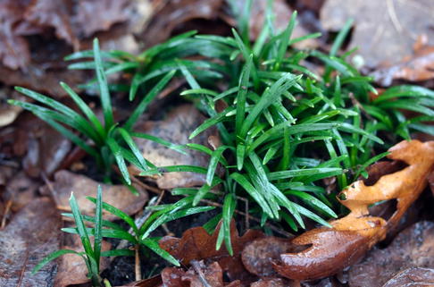 Kleiner Schlangenbart 'Minor' - Ophiopogon japonicus 'Minor'