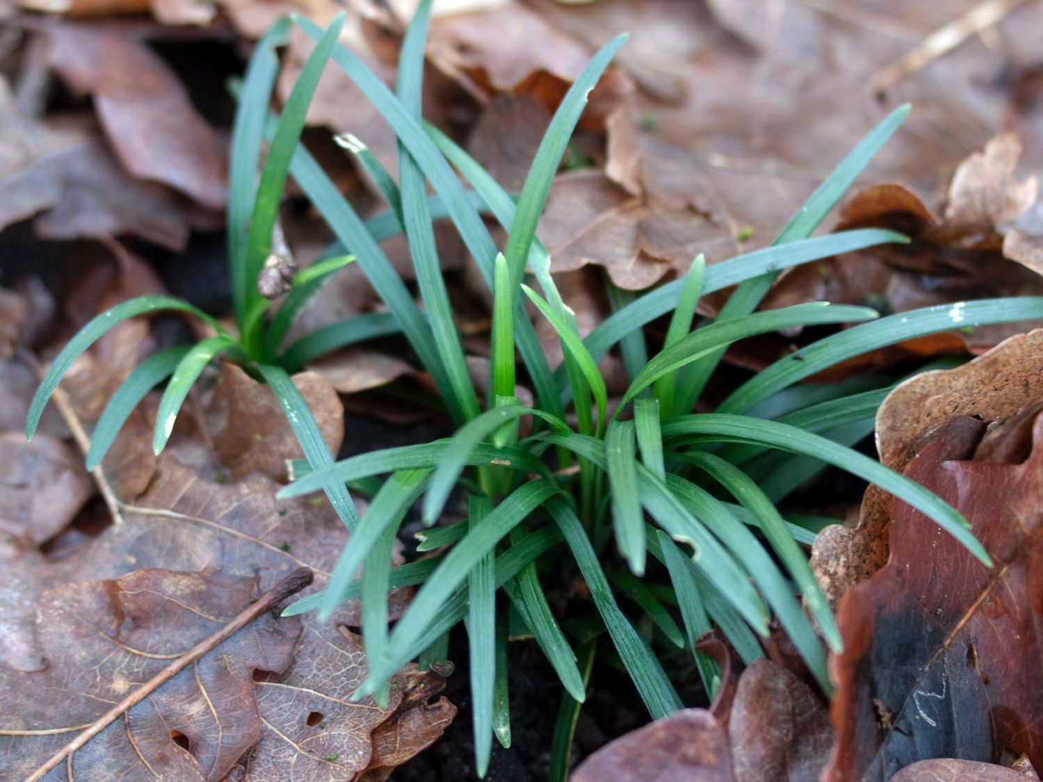 Kleiner Schlangenbart 'Minor' Schönste Stauden & Expertenwissen
