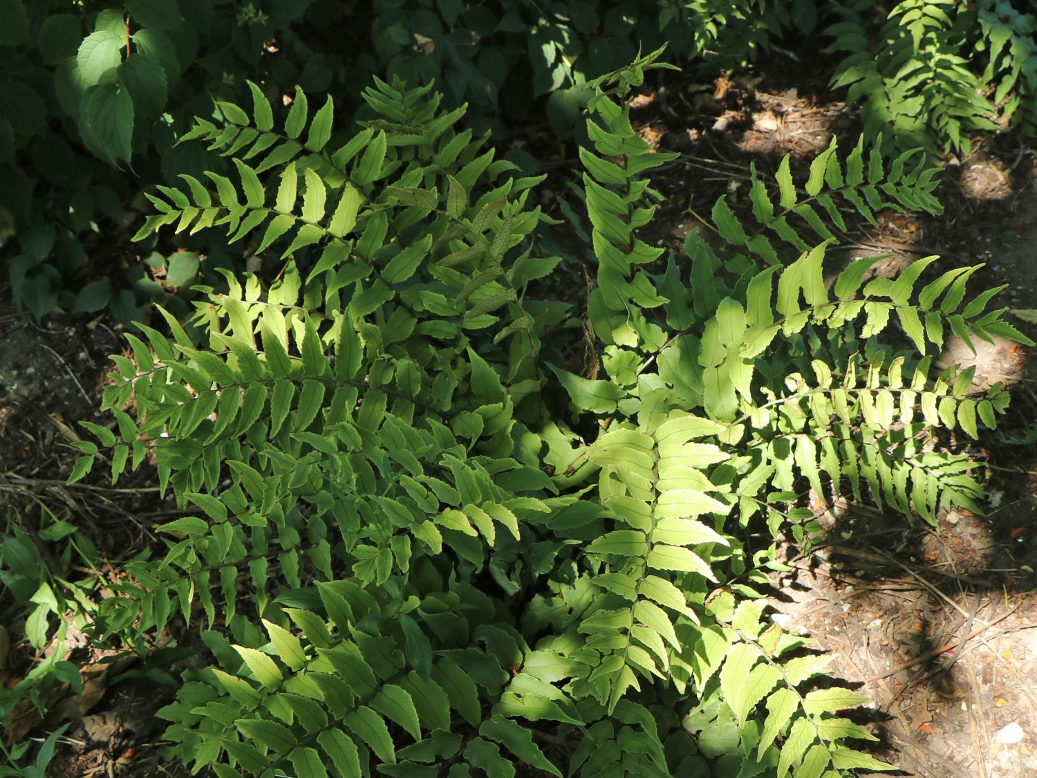 Kleiner Sichelfarn - Cyrtomium fortunei var. clivicola