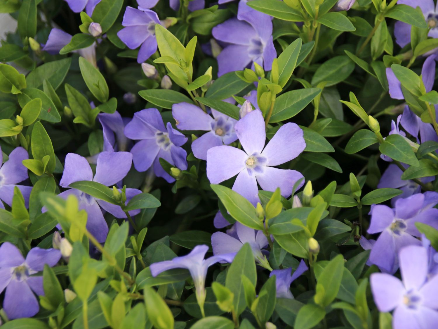 Kleines Garten-Immergrün 'Josefine' - Vinca minor 'Josefine'