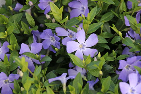 Kleines Garten-Immergrün 'Josefine' - Vinca minor 'Josefine'