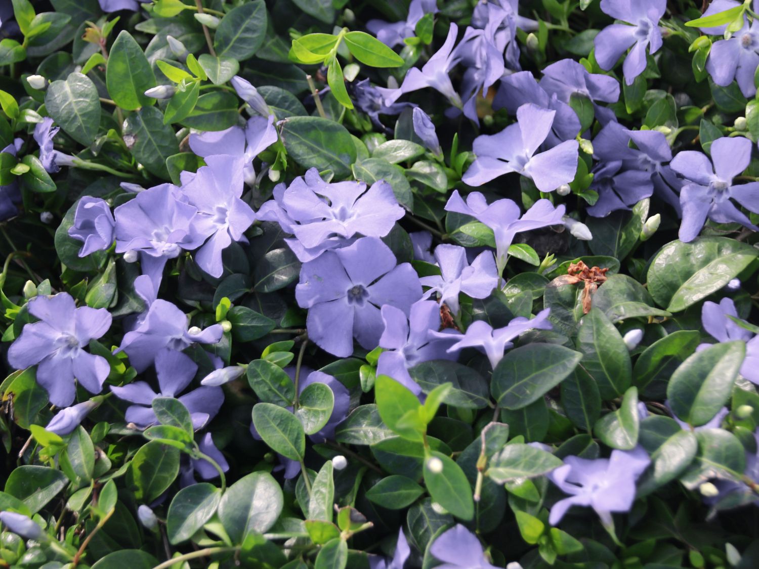 Kleines Garten-Immergrün 'Josefine' - Vinca minor 'Josefine'