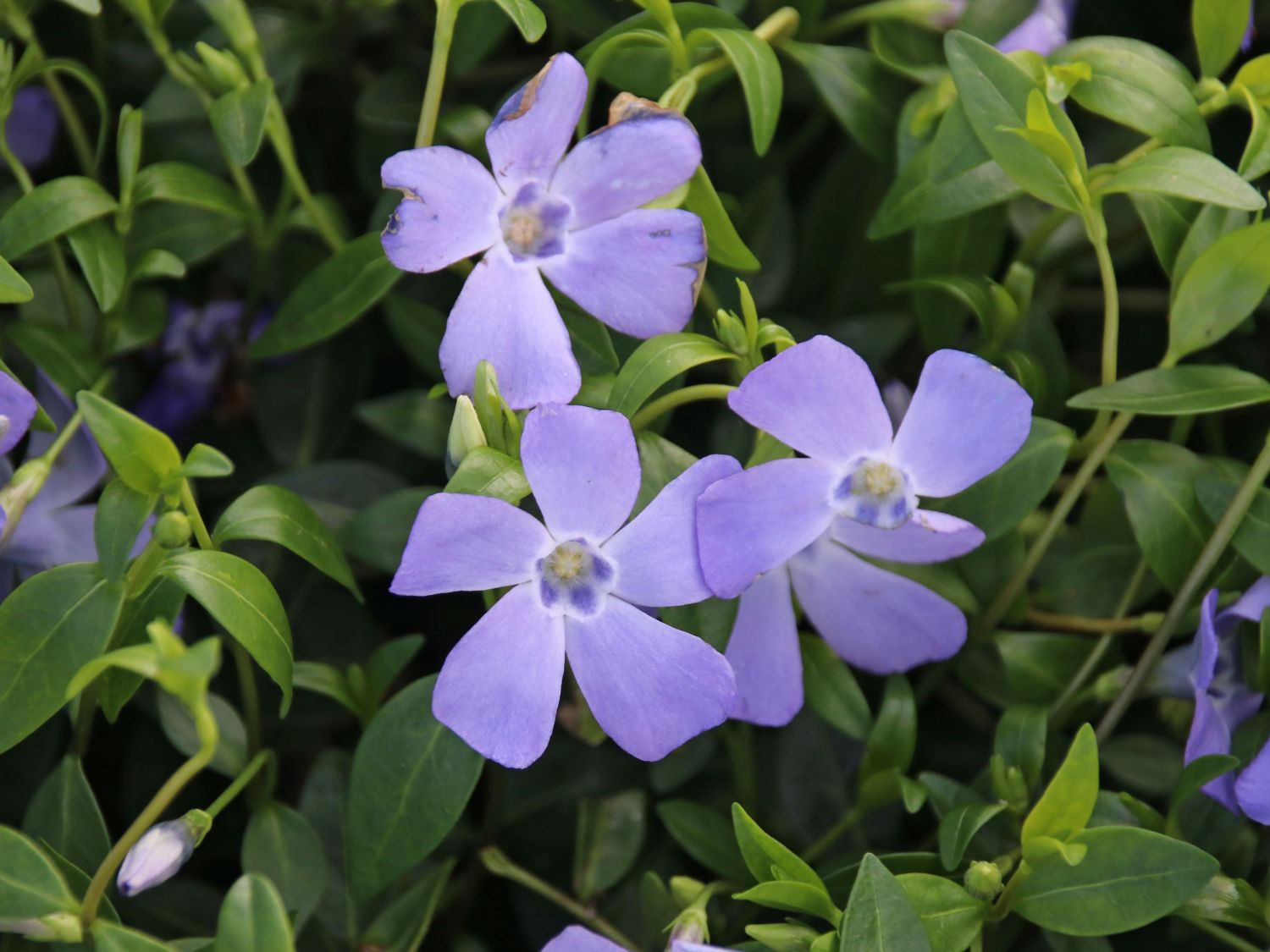 Kleines Garten-Immergrün 'Josefine' - Vinca minor 'Josefine'