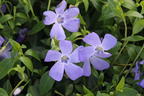 Kleines Garten-Immergrün 'Josefine' - Vinca minor 'Josefine'