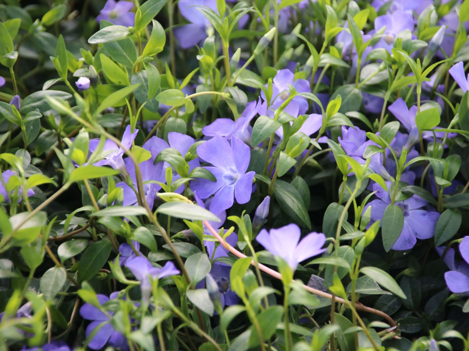 Kleines Garten-Immergrün 'Josefine' - Vinca minor 'Josefine'