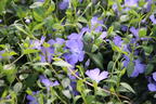 Kleines Garten-Immergrün 'Josefine' - Vinca minor 'Josefine'