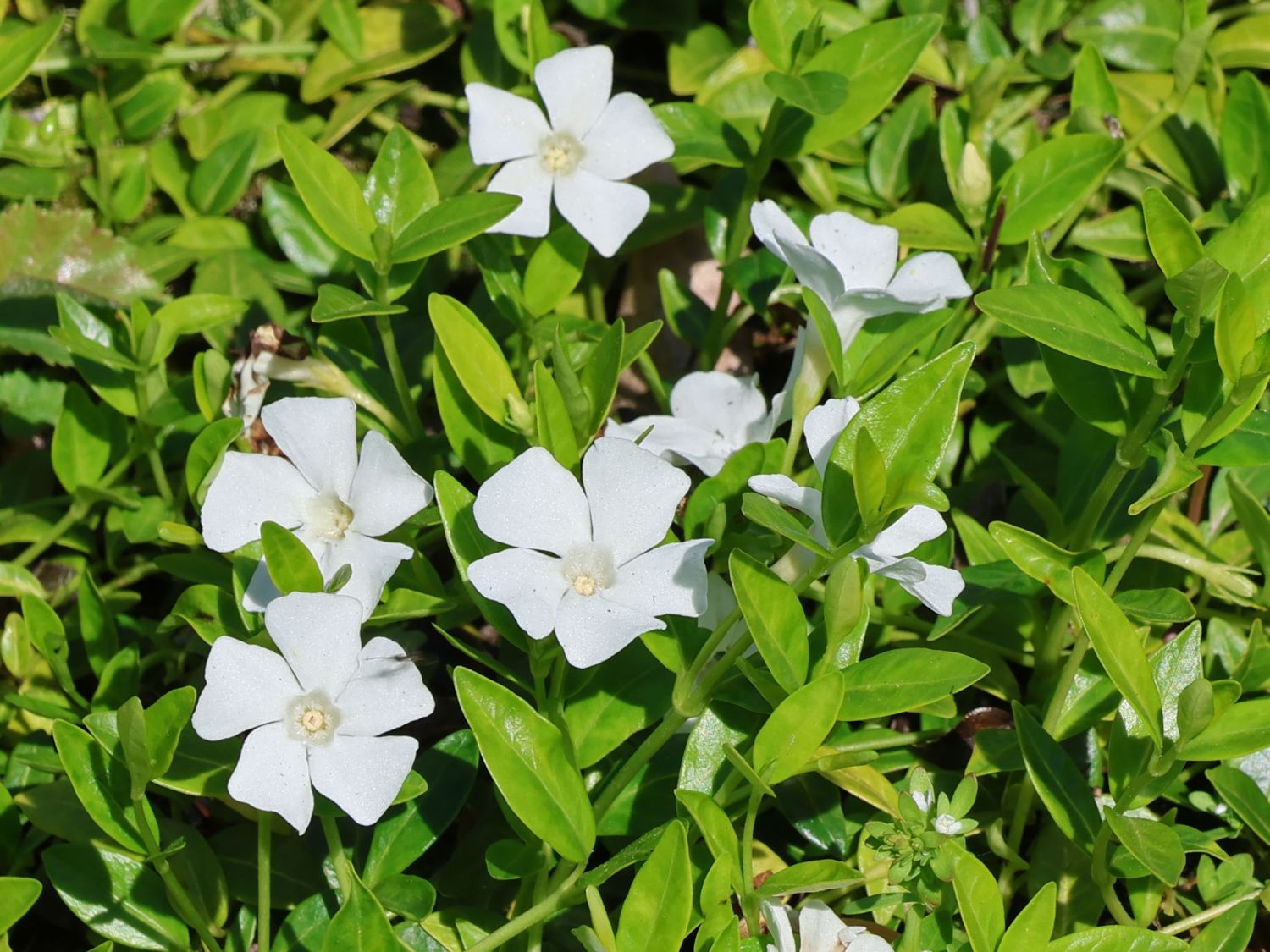 Kleines Immergrün 'Elisa' - Vinca minor 'Elisa'