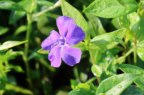 Kleines Immergrün 'Flower Power' - Vinca minor 'Flower Power'