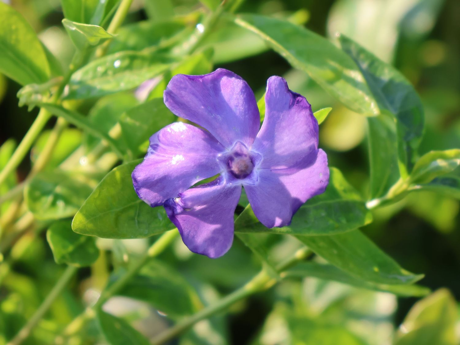 Kleines Immergrün 'Flower Power' - Vinca minor 'Flower Power'