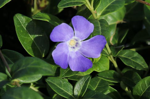 Kleines Immergrün 'Hawaii' - Vinca minor 'Hawaii'