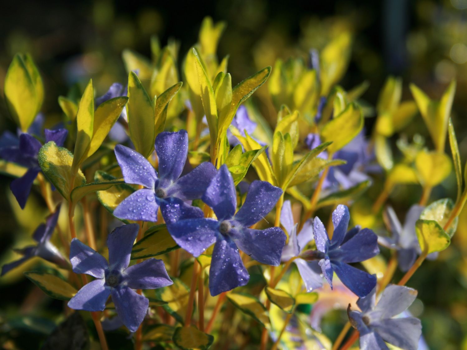 Kleines Immergrün 'Illumination' - Vinca minor 'Illumination'