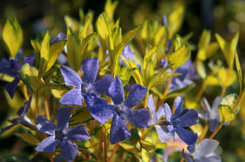 Kleines Immergrün 'Illumination' - Vinca minor 'Illumination'
