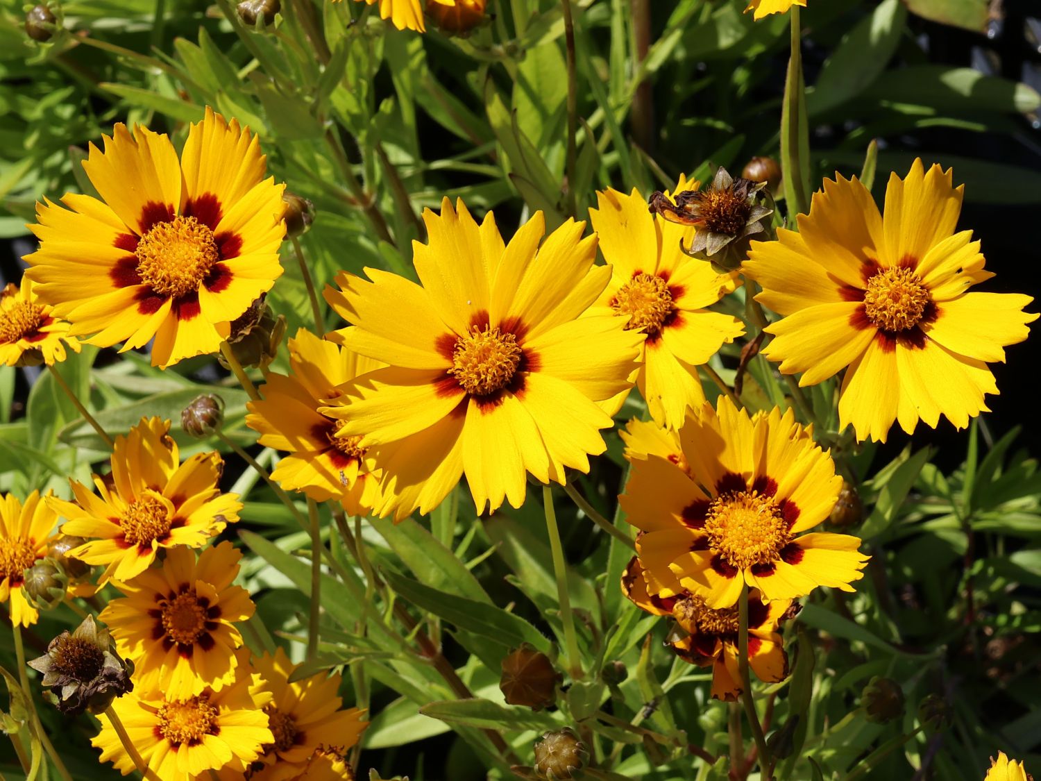 Kleines Mädchenauge 'Baby Gold'