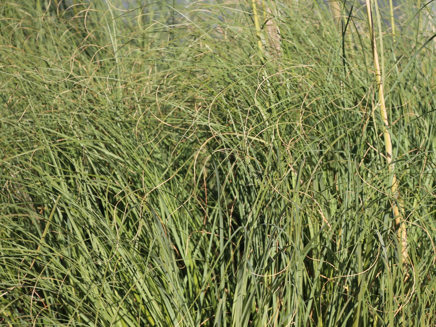 Kleines Pampasgras 'Compacta' - Cortaderia selloana 'Compacta'