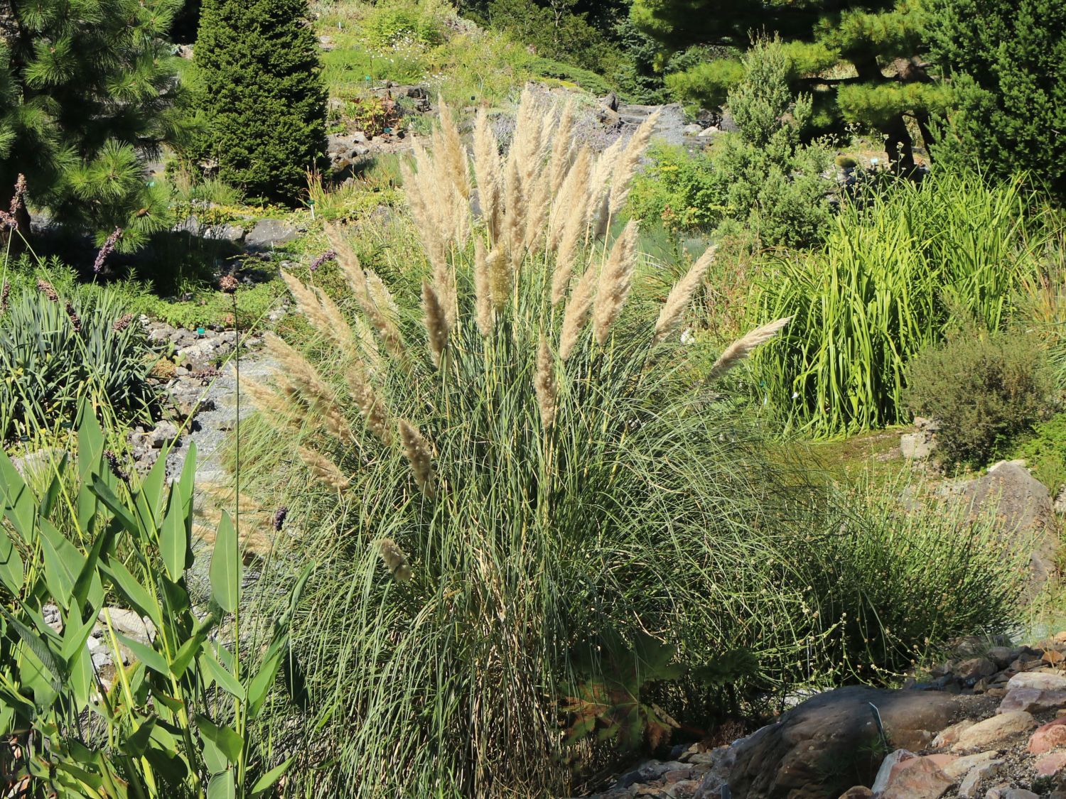 Kleines Pampasgras 'Compacta' - Cortaderia selloana 'Compacta'