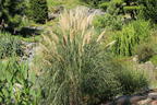 Kleines Pampasgras 'Compacta' - Cortaderia selloana 'Compacta'