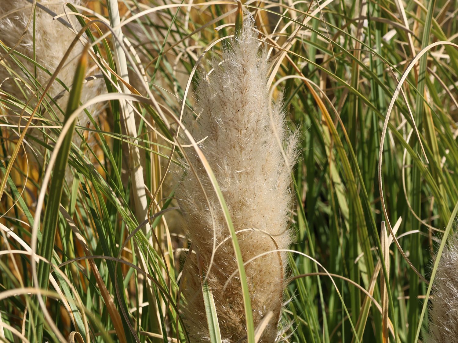 Kleines Pampasgras 'Compacta' - Cortaderia selloana 'Compacta'