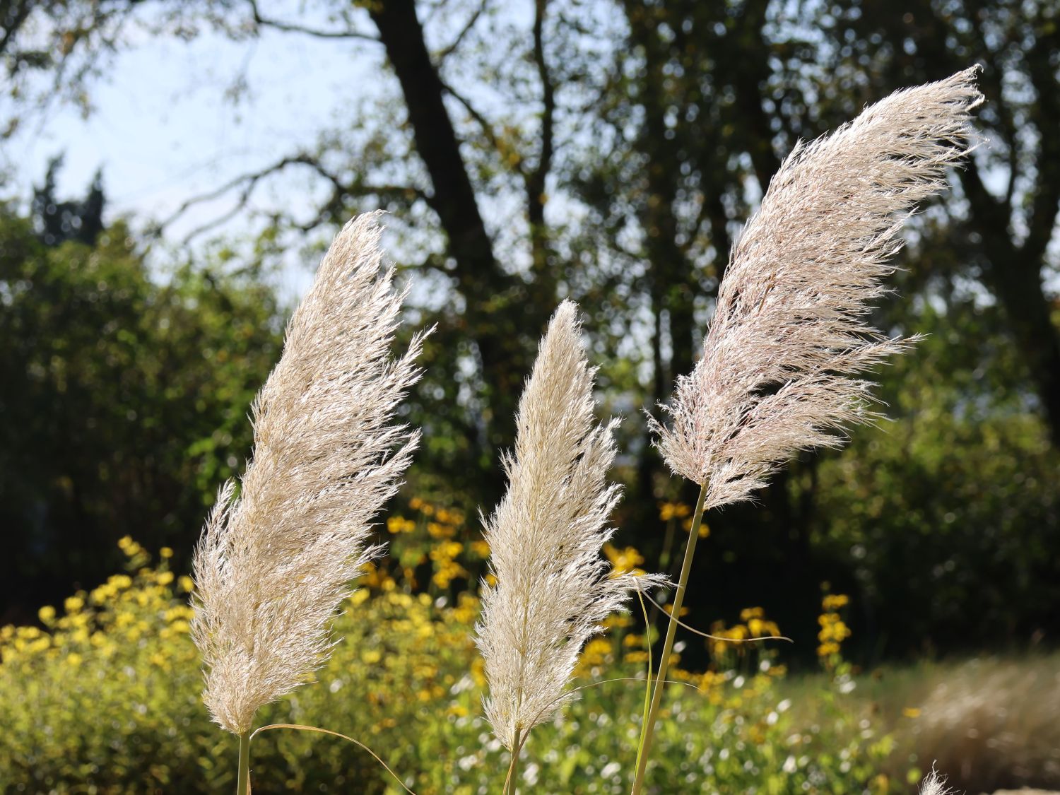 Kleines Pampasgras 'Compacta' - Cortaderia selloana 'Compacta'