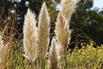 Kleines Pampasgras 'Compacta' - Cortaderia selloana 'Compacta'