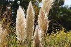 Kleines Pampasgras 'Compacta' - Cortaderia selloana 'Compacta'