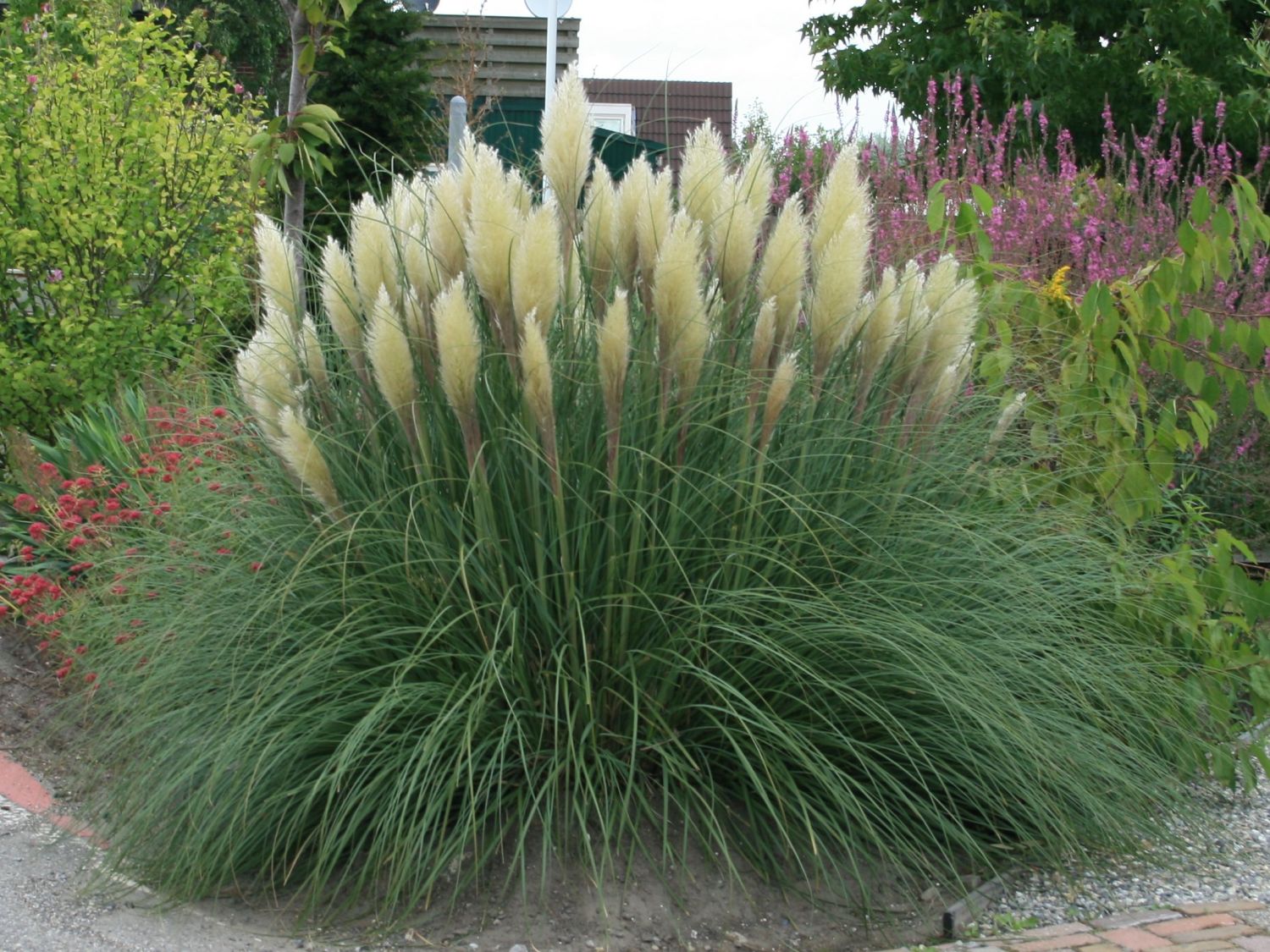 Kleines Pampasgras 'Pumila' - Cortaderia selloana 'Pumila'