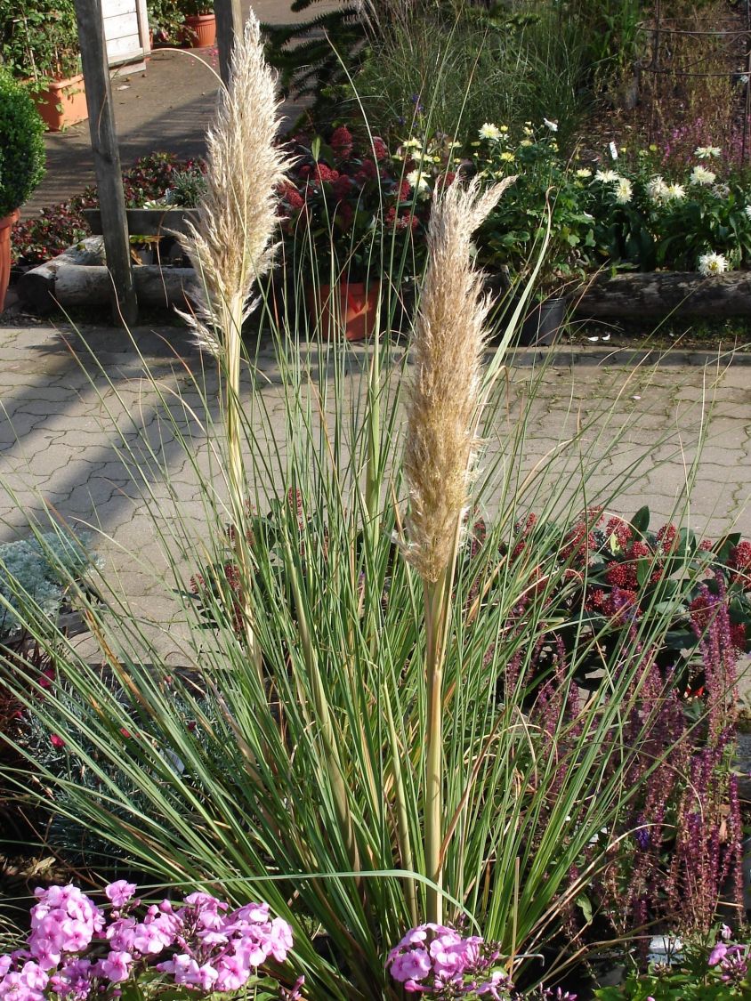 Kleines Pampasgras 'Pumila' - Cortaderia selloana 'Pumila'