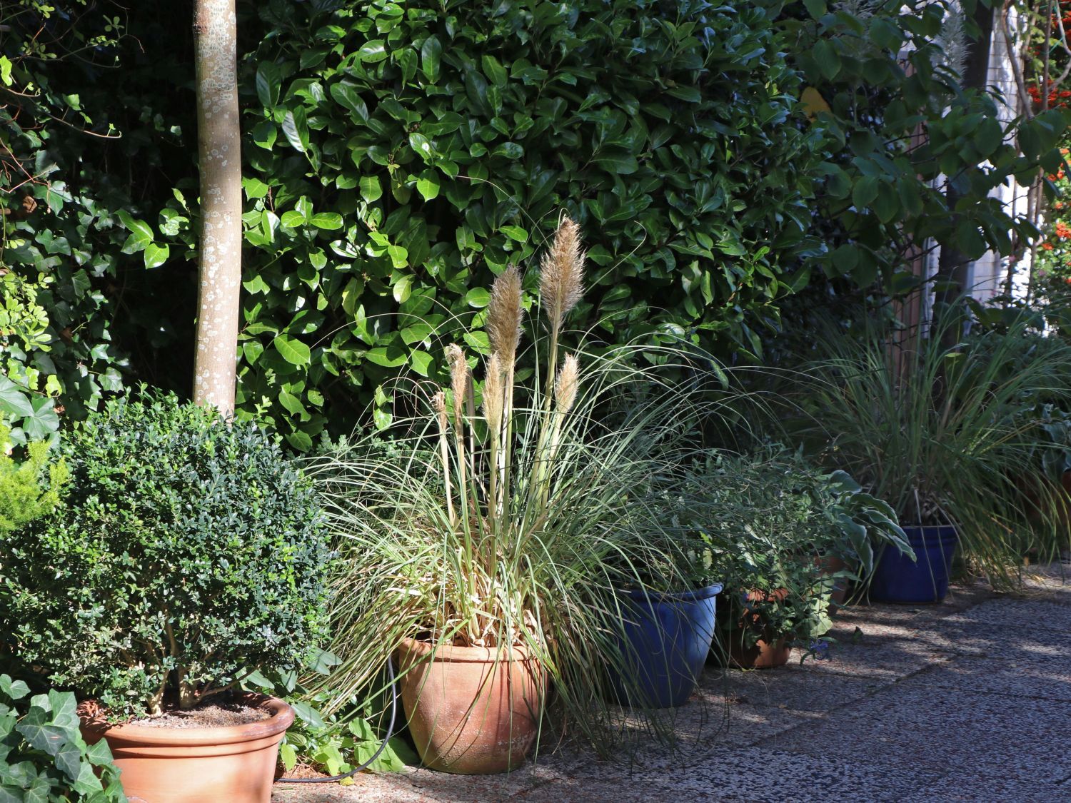 Kleines Pampasgras 'Pumila' - Cortaderia selloana 'Pumila'