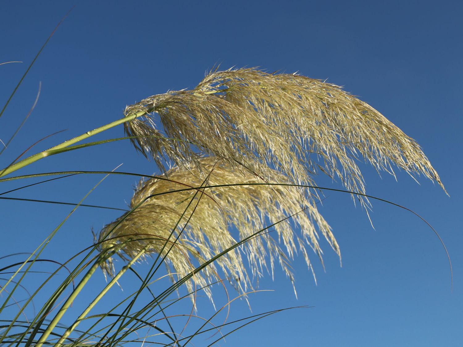 Kleines Pampasgras 'Pumila' - Cortaderia selloana 'Pumila'