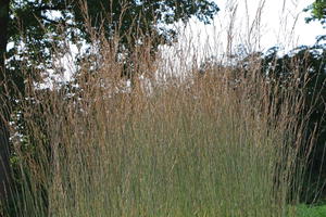 Kleines Pfeifengras 'Dauerstrahl'