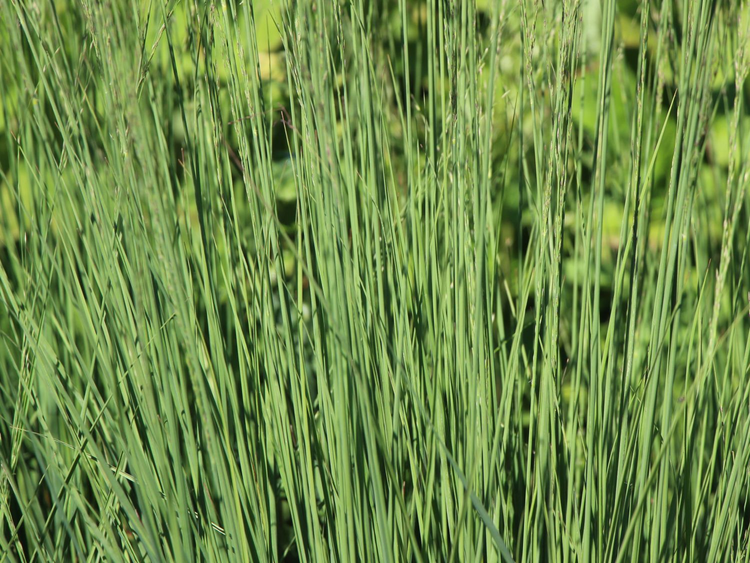 Kleines Pfeifengras 'Edith Dudszus'