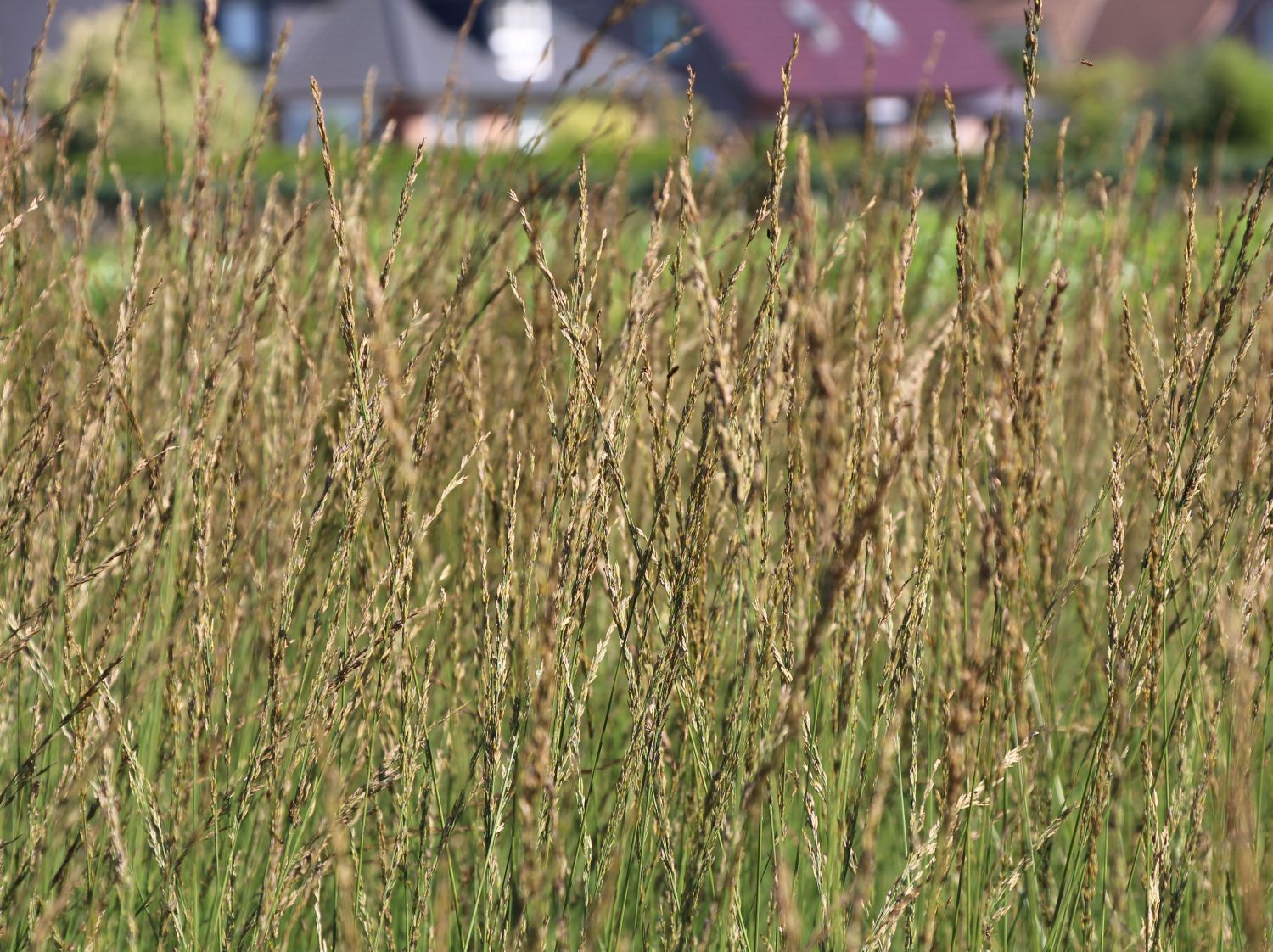 Kleines Pfeifengras 'Heidebraut'
