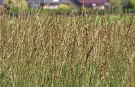 Kleines Pfeifengras 'Heidebraut'