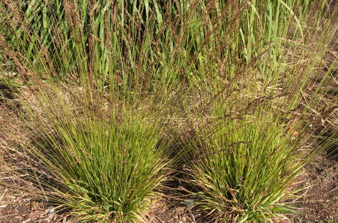 Kleines Pfeifengras 'Heidezwerg' - Molinia caerulea 'Heidezwerg'