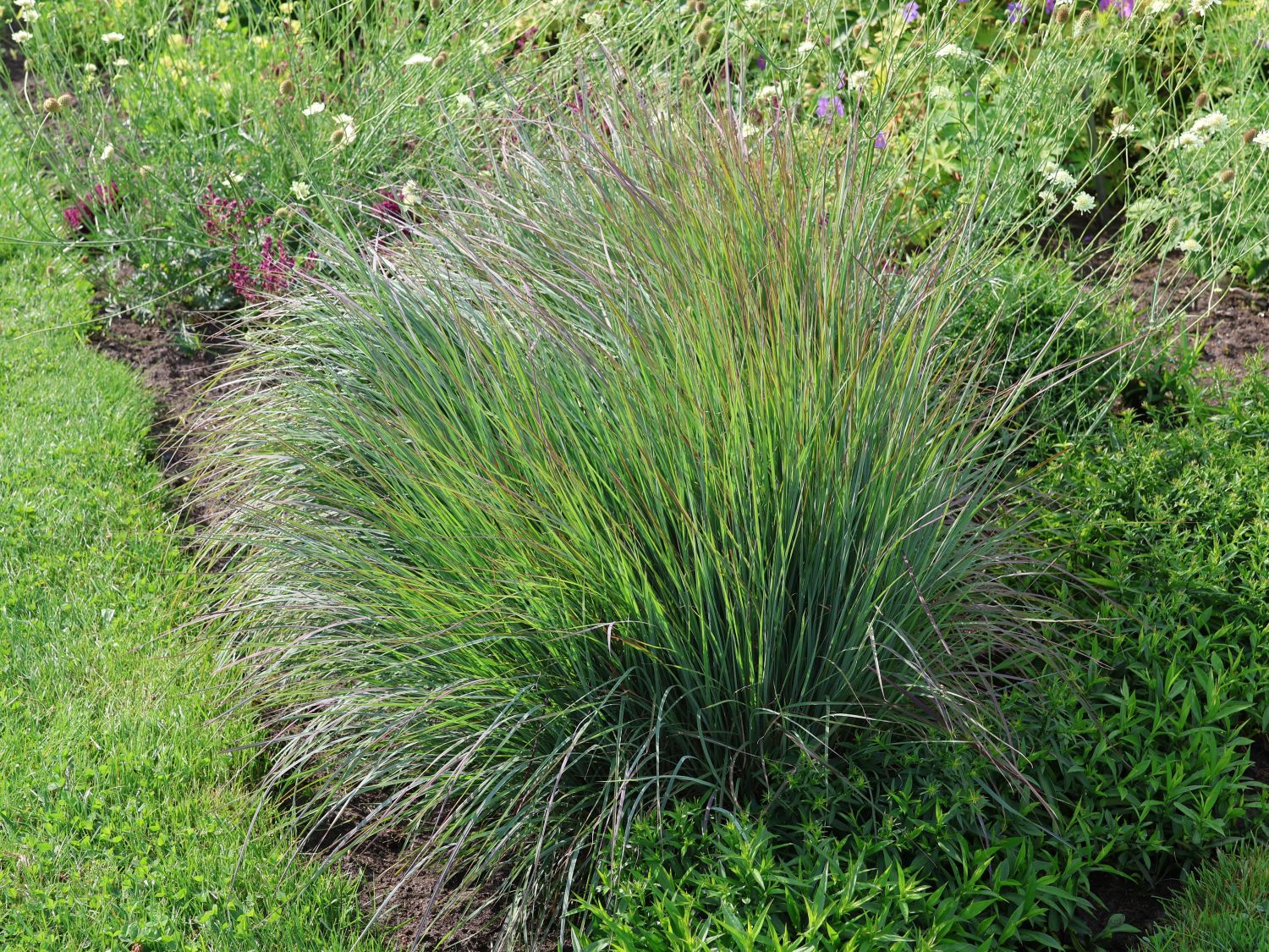 Kleines Präriegras JS ® 'Red Frost'