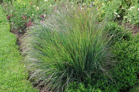 Kleines Präriegras JS ® 'Red Frost' - Schizachyrium scoparium JS ® 'Red Frost'