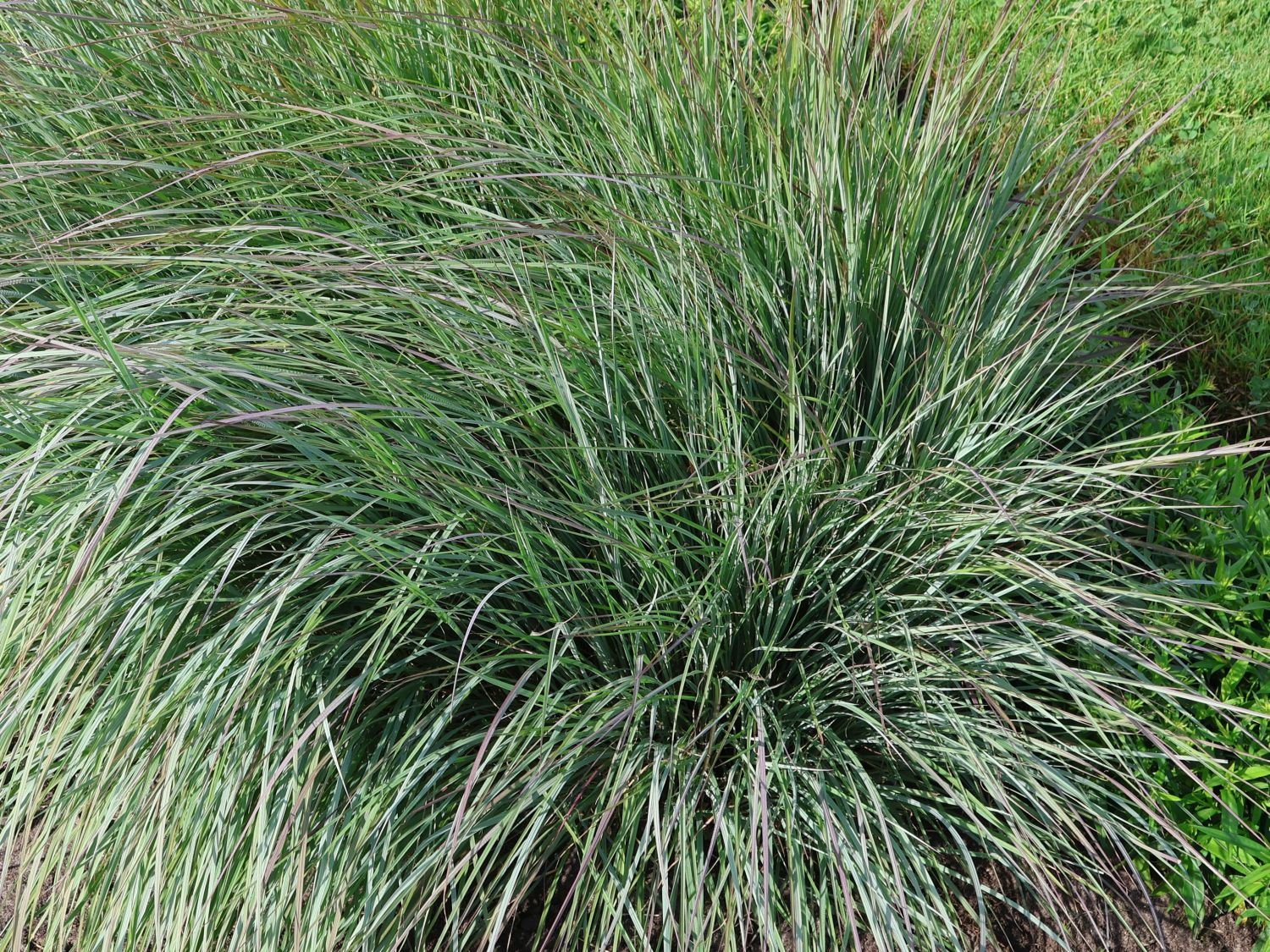 Kleines Präriegras JS ® 'Red Frost' - Schizachyrium scoparium JS ® 'Red Frost'