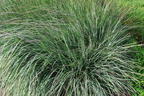 Kleines Präriegras JS ® 'Red Frost' - Schizachyrium scoparium JS ® 'Red Frost'