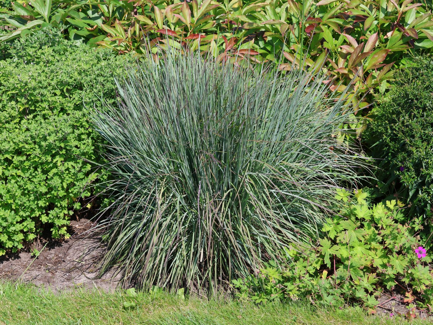 Kleines Präriegras JS ® 'Red Frost' - Schizachyrium scoparium JS ® 'Red Frost'