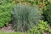 Kleines Präriegras JS ® 'Red Frost' - Schizachyrium scoparium JS ® 'Red Frost'