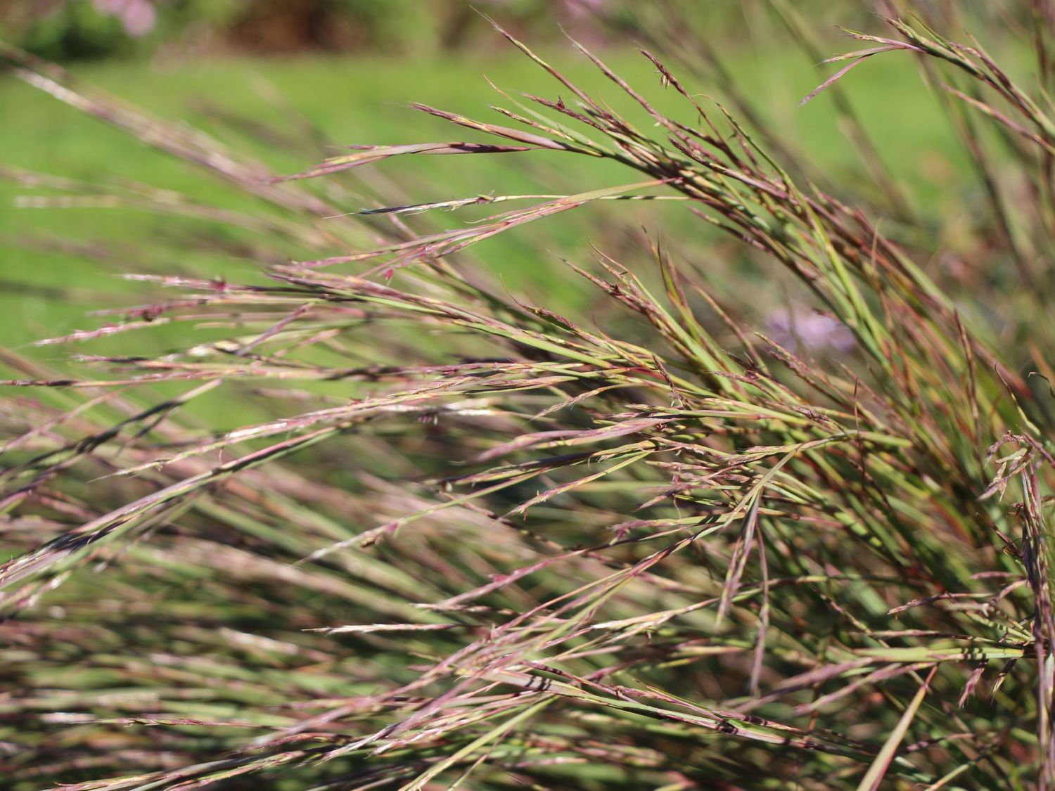 Kleines Präriegras - Schizachyrium scoparium