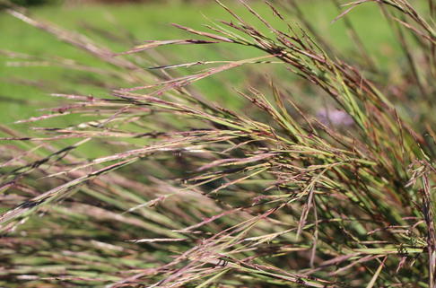 Kleines Präriegras - Schizachyrium scoparium