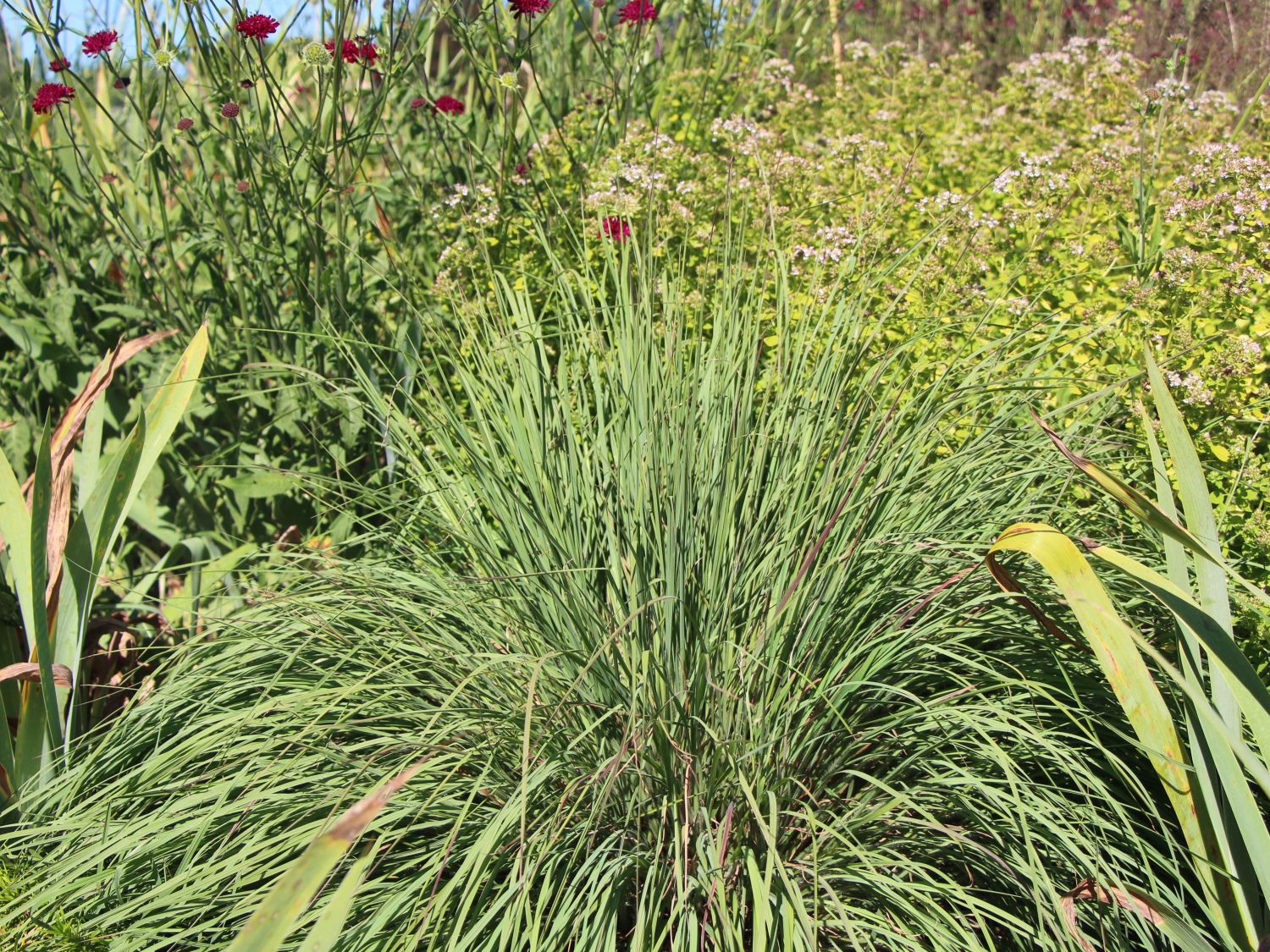 Schizachyrium (Schizachyrium)